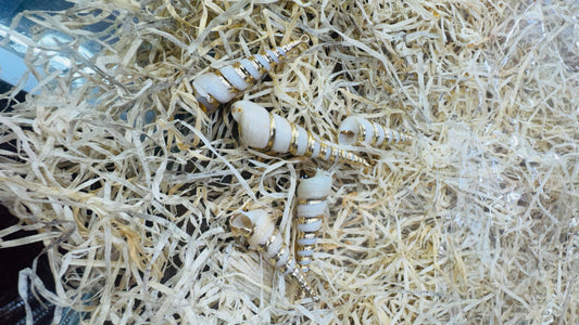 Gold Seashell, Natural Sea Shell Pendant